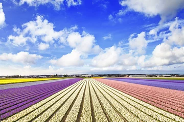 Crédence de cuisine en verre imprimé Tulipe champs de fleurs en fleurs en Hollande