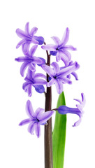 purple hyacinth isolated on white background