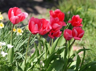 Розовые тюльпаны