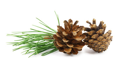 Two pine cones isolated on a white background
