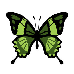 Vector Butterfly Illustration