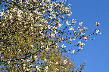 Weiß blühende Kobus Magnolie