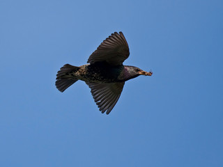 European Starling in flight