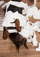 Naughty Dog