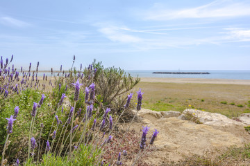 Naklejka premium Lavender and Mediterranean sea