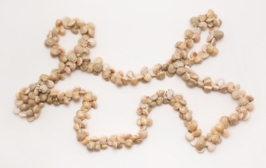 Beautiful necklace made of sea shells