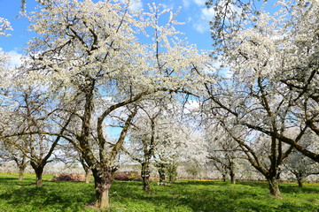 Kirschblüte (Cherry blossom) in Wiesbaden-Frauenstein