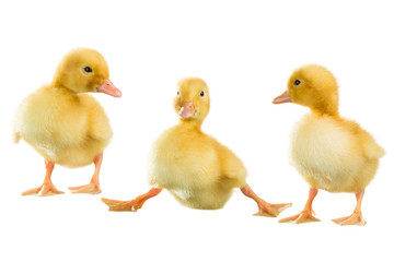 Three yellow ducklings