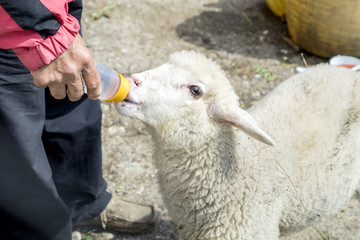 sheep  drinking water from hand
