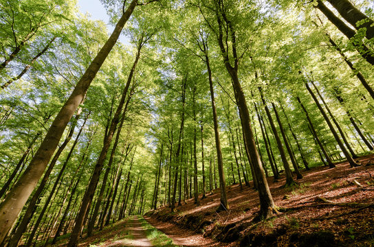 Beech forest in spring