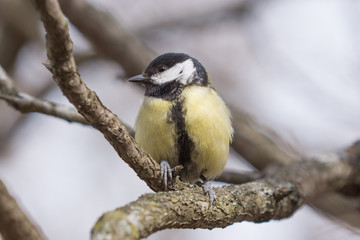 Great Tit (Parus major) sitting on a branch.