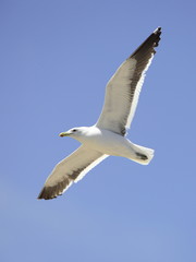 Grey-headed Gull Flying