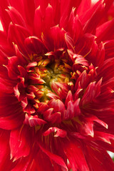 red dahlia