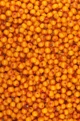 sea-buckthorn