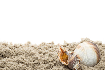 Scallop isolated on the white background.