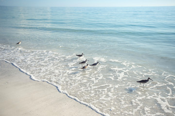 Fototapeta na wymiar Sandpiper birds are feeding on Florida beach