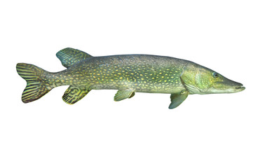 The Northern Pike (Esox Lucius) isolated on white background.