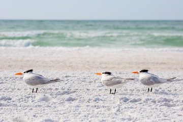 Royal terns sea birds stand on Siesta Key beach in Florida
