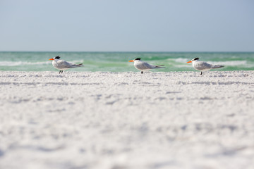 Royal terns sea birds stand on Siesta Key beach in Florida