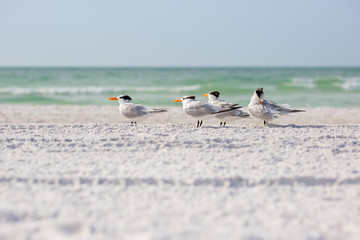 Royal terns sea birds stand on Siesta Key beach in Florida