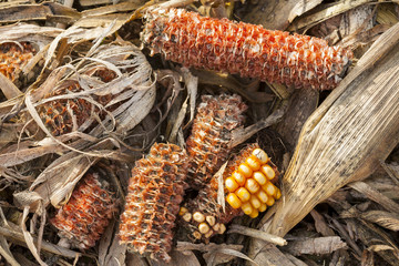 Corn on the cob gnawed by animals.