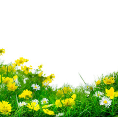 Blumenwiese Freisteller