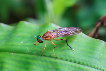 Insect on leaf