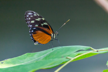 Schmetterling
