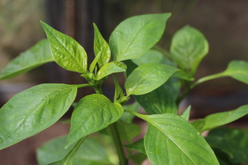 Unripe pepper