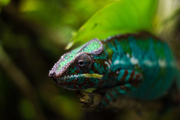Chamäleon close up