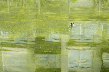 Lonely duck on a green pond
