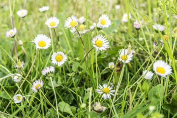 Daisy in The field