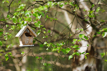 Little Birdhouse in Spring birch leaves