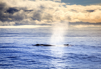 Naklejka premium Humpback whale