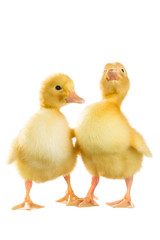 Two yellow ducklings