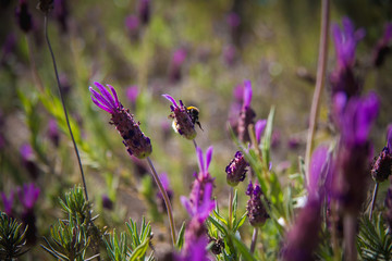 Lavender with bees