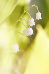 Wild-growing forest flower - a lily of the valley.