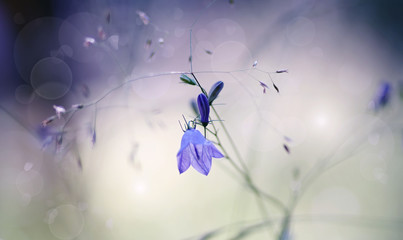 Harebells (Campanulas) wild flowers