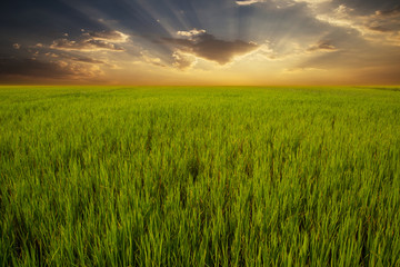 Obraz premium Green rice field and sunset