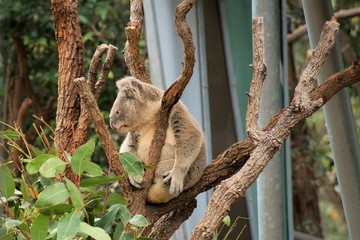 Koala at Taronga Zoo.