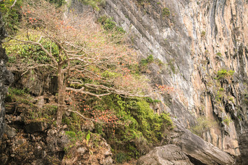 beauty tree on the rock