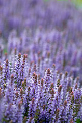 The field full of bright purple lavender flowers
