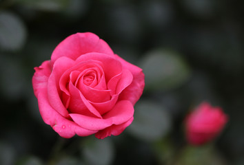 The bright soft rose macro shot