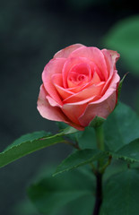The bright soft rose macro shot