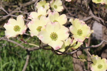 Obraz premium Flowering Dogwood (Cornus Florida), taken in Innsbruck, Austria
