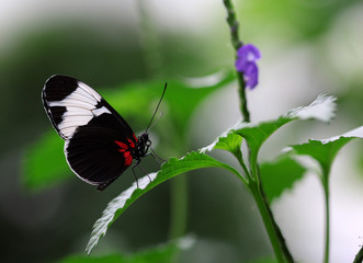 The black with orange stripes butterfly sitting on green leave