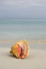 Obraz na płótnie Canvas Sea Shell on a Tropical Beach
