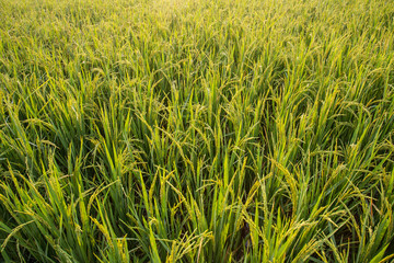Rice field green grass background