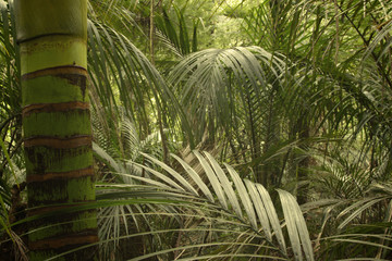 Tropical forest