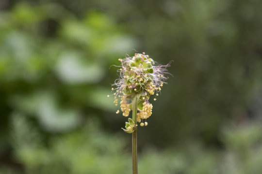 19 Best サラダバーネット Images Stock Photos Vectors Adobe Stock